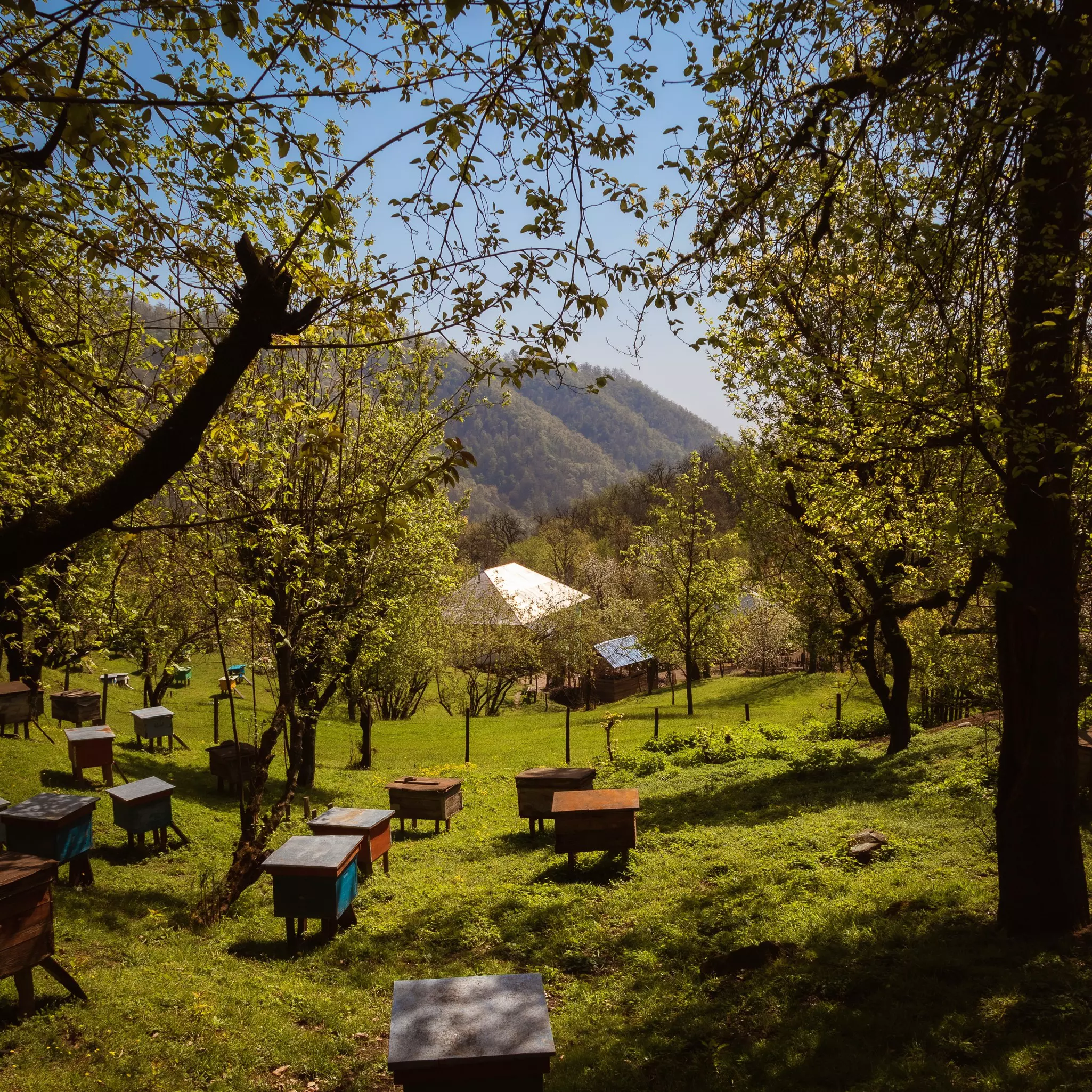 Green scenery in Hirkan National Park located in the south of Azerbaijan.
