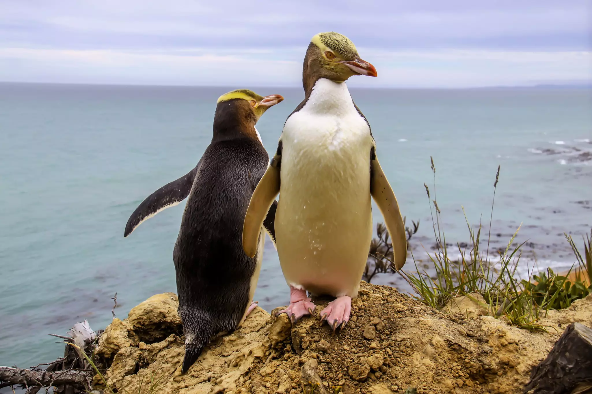 Two penguins on a grassy clifftop. 