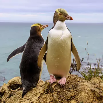 Two penguins on a cliff edge in the Otago Peninsula.
200707052
profile, outdoor, snares, wet, coast, stretch, rare, flap, stone, shore, bird, green, penguin, rock, sunrise, new, yellow, eyed, feather, flightless, freedom, open, pacific, wave, southern, portrait, moss, antipodes, beak, beach, free, blue, bay, avian, sea, space, water, wild, nature, algae, eye, animal, air, landscape, wildlife, yelloweyed, megadyptes, yellow-eyed, zealand, hoiho