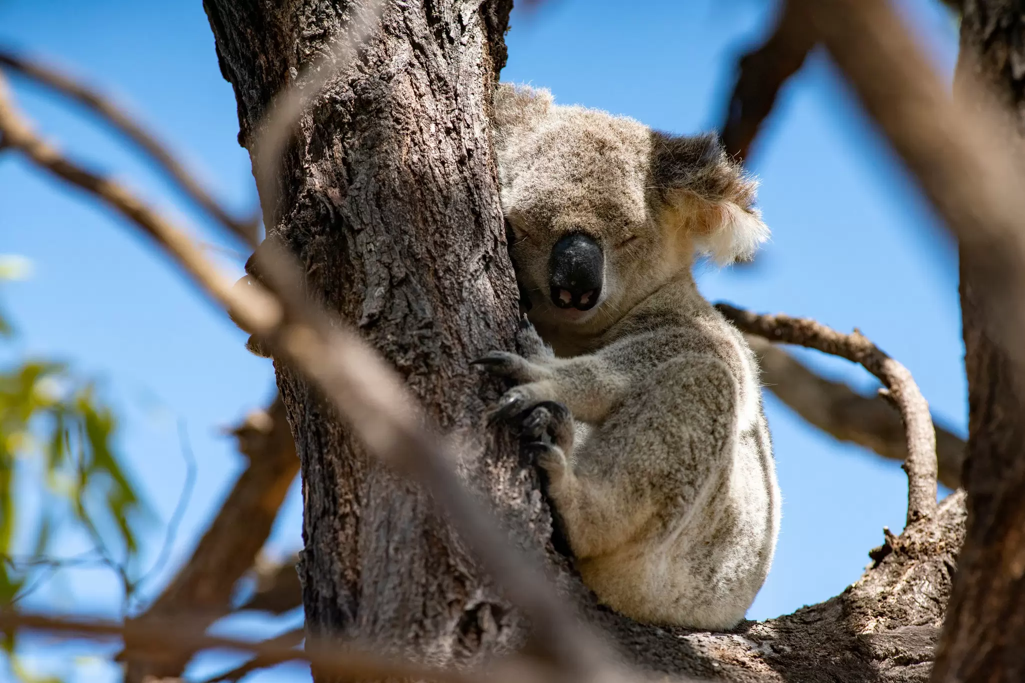 View of a koala sleeping in a Eucalyptus tree on Magnetic Island, Australia.
