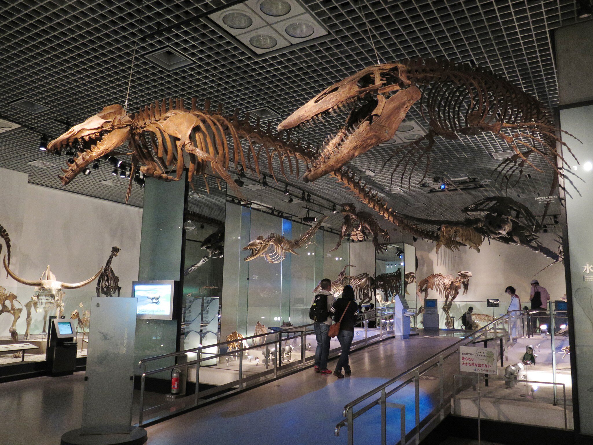 TOKYO, JAPAN - MAY 22 : Fossil in National Museum of Nature and Science in Ueno park taken May 22, 2016 in Tokyo.  License Type: media  Download Time: 2022-01-07T13:49:28.000Z  User: gwencotter  Is Editorial: Yes  purchase_order:   