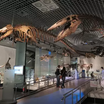 TOKYO, JAPAN - MAY 22 : Fossil in National Museum of Nature and Science in Ueno park taken May 22, 2016 in Tokyo.  License Type: media  Download Time: 2022-01-07T13:49:28.000Z  User: gwencotter  Is Editorial: Yes  purchase_order:   