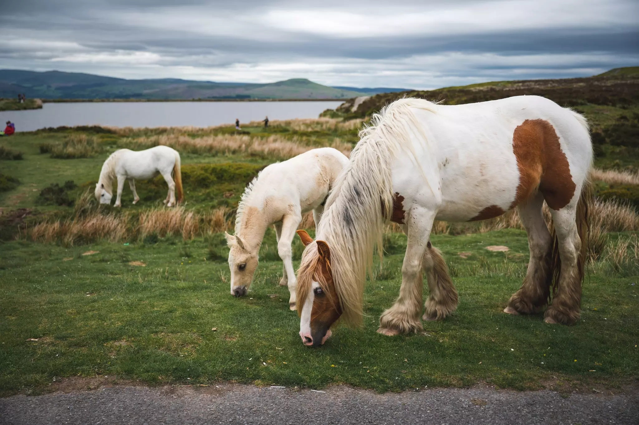Wild Horses at Keepers Pond in Blaenavon, South Wales, UK.
