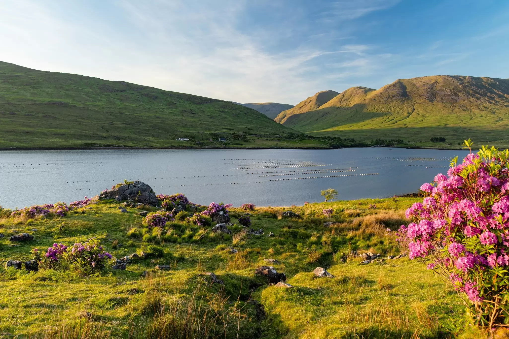 Killary Fjord at sunset near Leenane on the Galway Mayo border, Ireland. Pink rhododendrons frame Irelands only fjord in the wild Connemara landscape, Ireland, License Type: media, Download Time: 2026-09-22T15:45:58.000Z, User: rhylton_redventures, Editorial: false, purchase_order: 65050 - Digital Destinations and Articles, job: Lonely Planet, client: bit27, other: Rhianydd Hylton