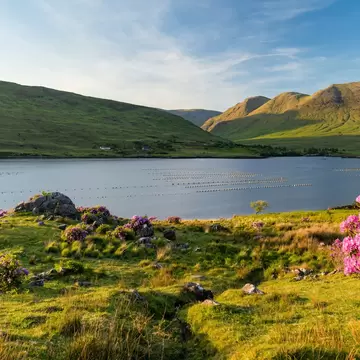 Killary Fjord at sunset near Leenane on the Galway Mayo border, Ireland. Pink rhododendrons frame Irelands only fjord in the wild Connemara landscape, Ireland, License Type: media, Download Time: 2026-09-22T15:45:58.000Z, User: rhylton_redventures, Editorial: false, purchase_order: 65050 - Digital Destinations and Articles, job: Lonely Planet, client: bit27, other: Rhianydd Hylton