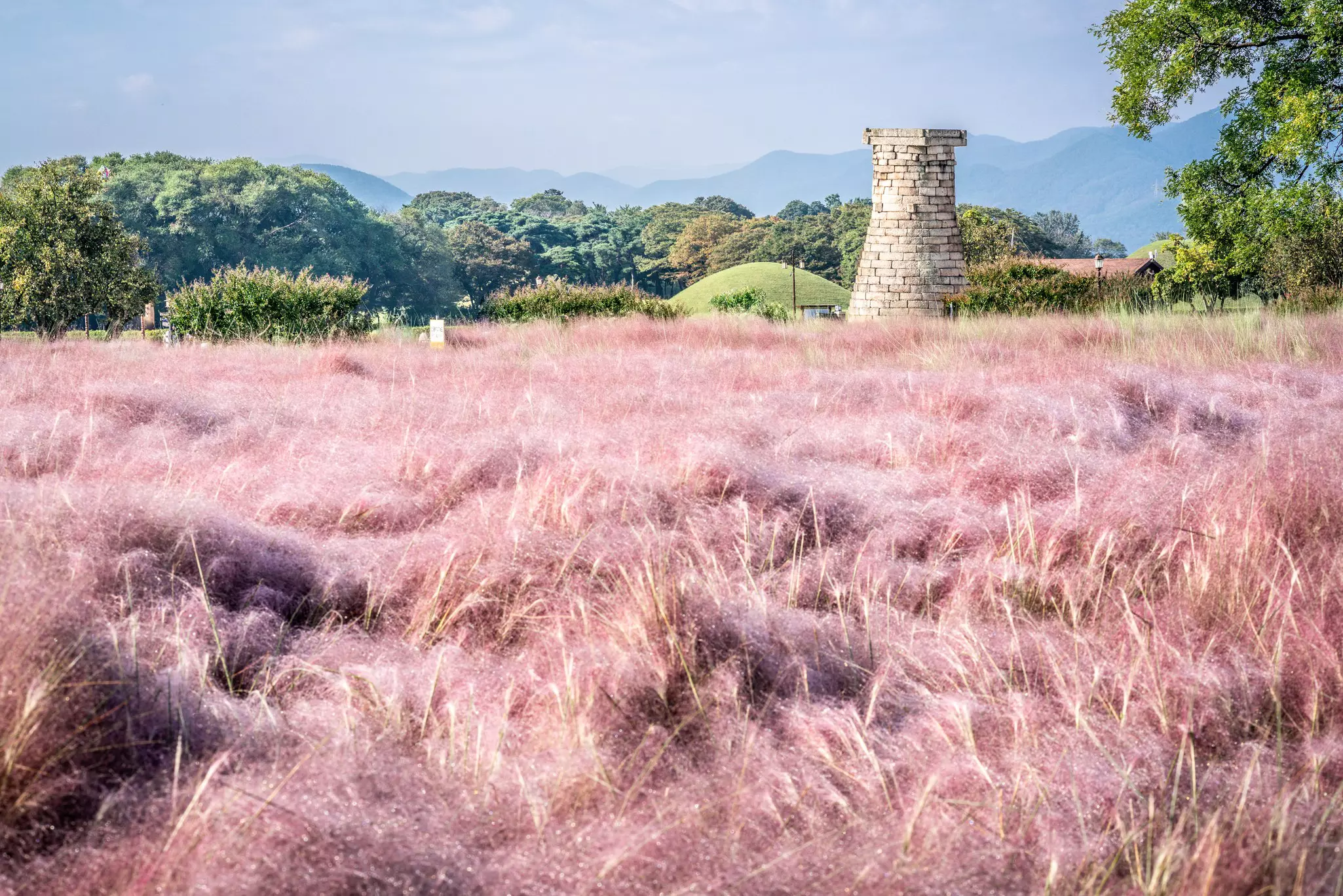 A stone tower at the far edge of a field of pink Muhly grass
