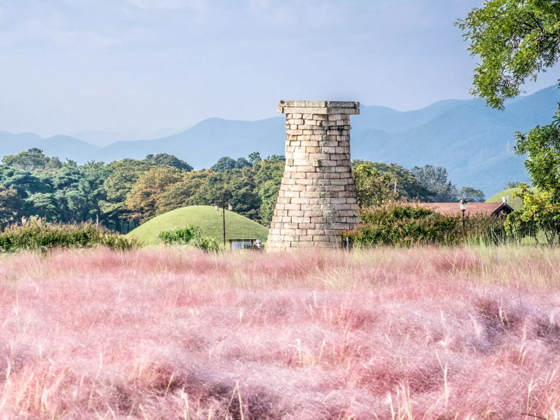 A stone tower at the far edge of a field of pink Muhly grass