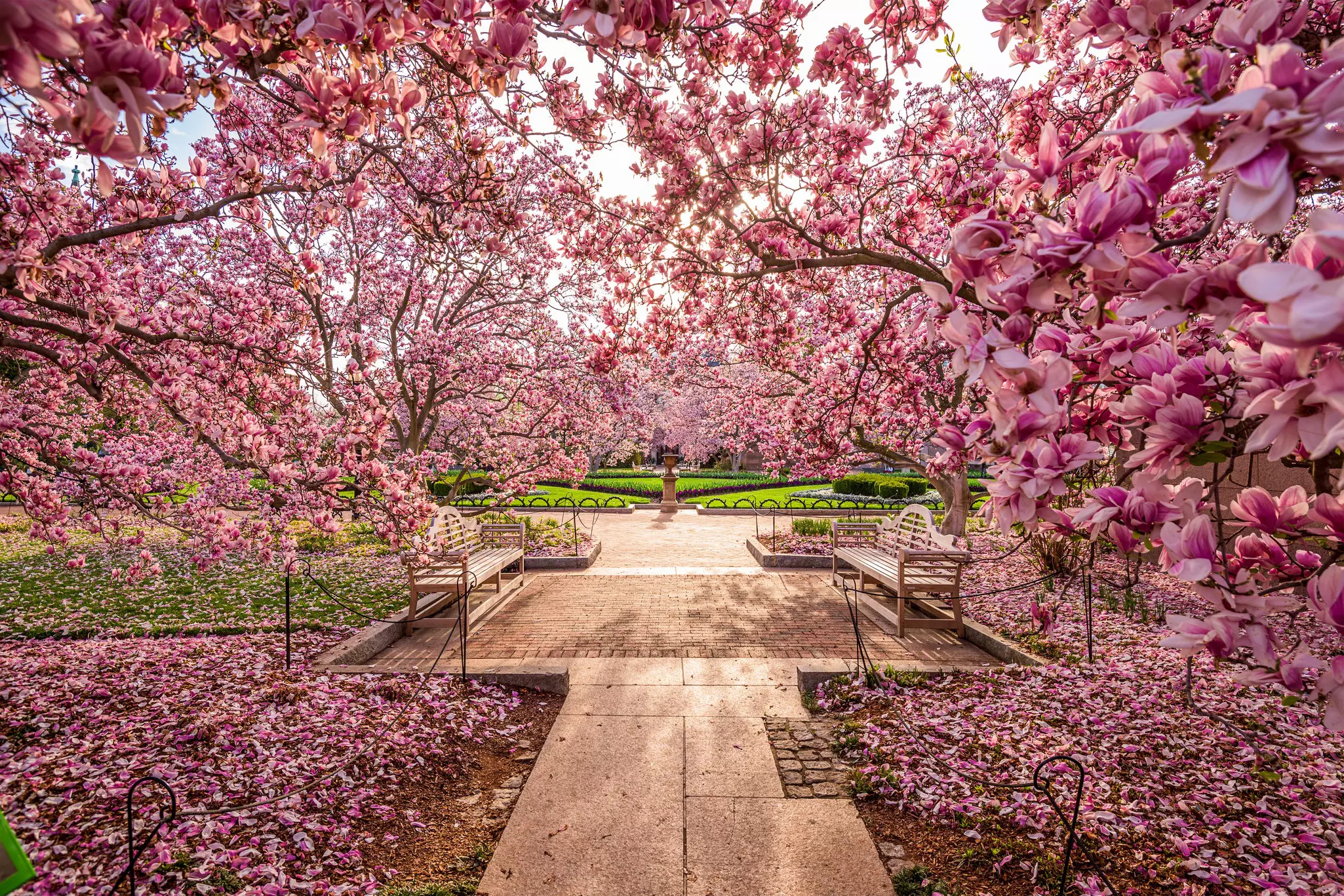 Washington DC Spring Flowers during cherry blossom bloom.