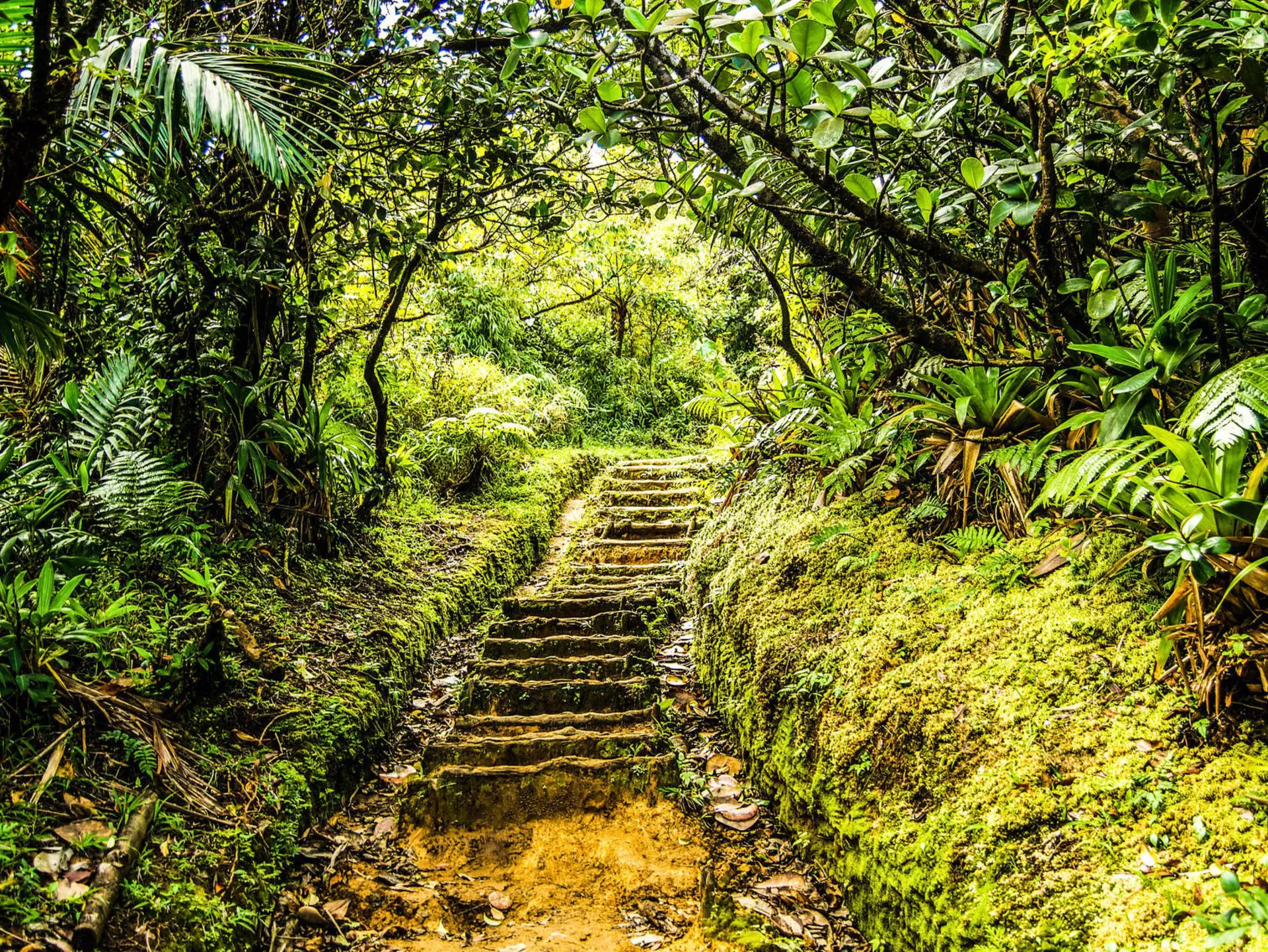 Wild nature – not beaches – is the main attraction in the Caribbean island of Dominica. Joseph Thomas Photography/Shutterstock