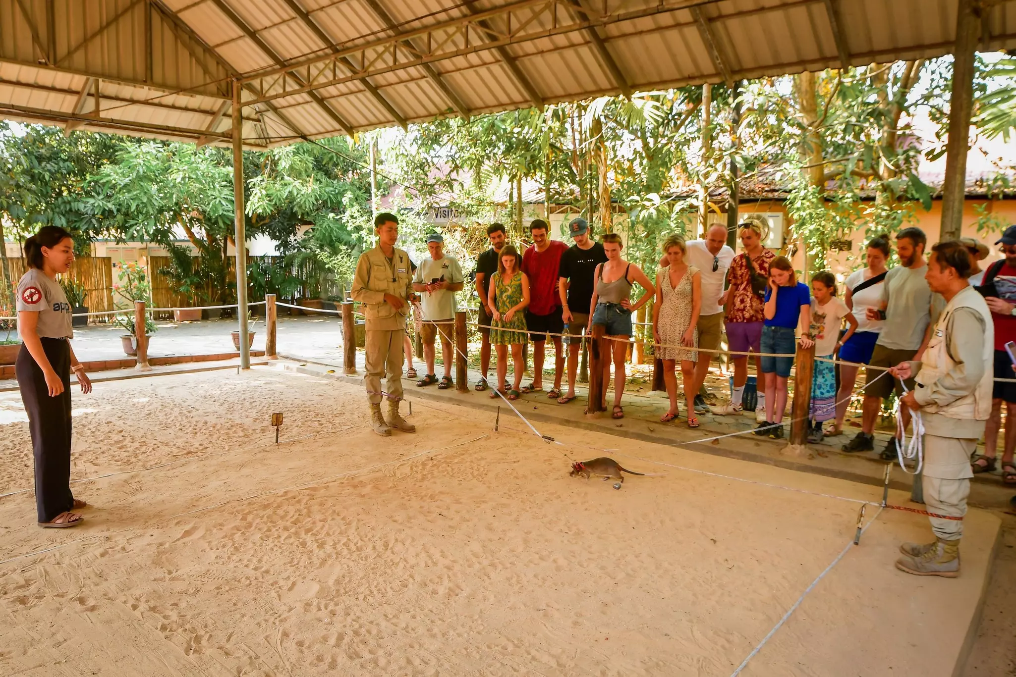 Apopo Visitor Center, Siem Ream, Cambodia. African giant pouched rat search for mine. HeroRats excursion in APOPO Visitor Center. Humanitarian demining. Non-profit organization. APOPO's Landmine Rats show.