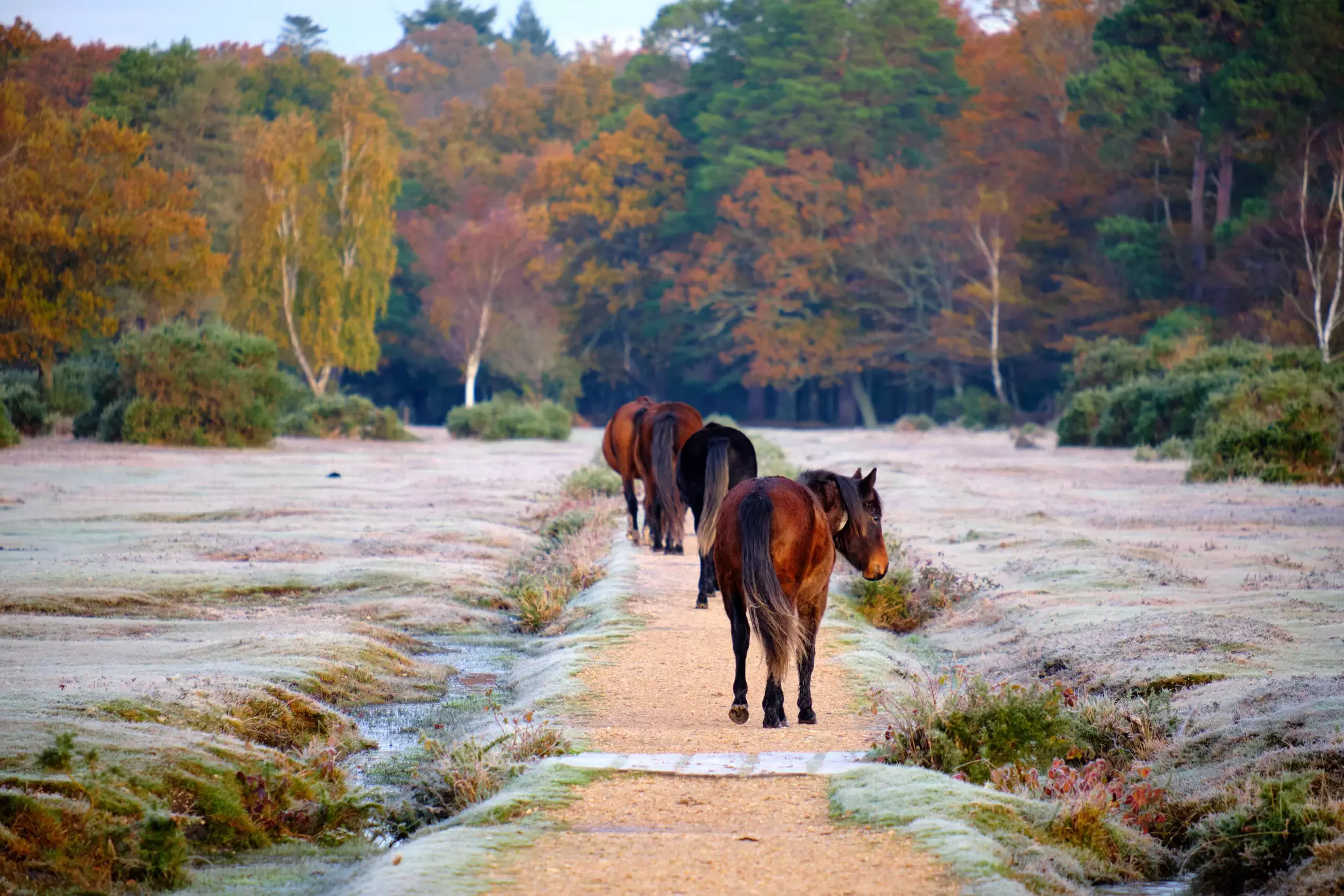 Ponies on a frosty morning follow a track in the New Forest near the village of Brockenhurst, England.