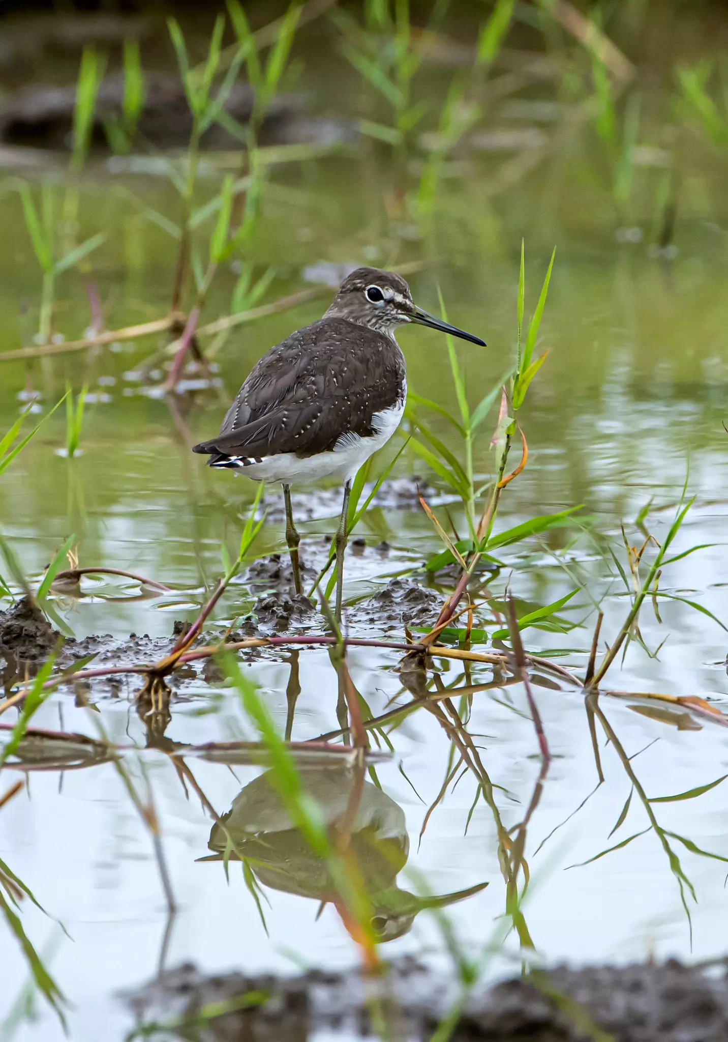 Nyandungu Urban Wetland Eco-Park is Kigali’s first finished project in its attempt to restore the biodiversity of urban wetland ecosystems © Courtesy of Visit Rwanda