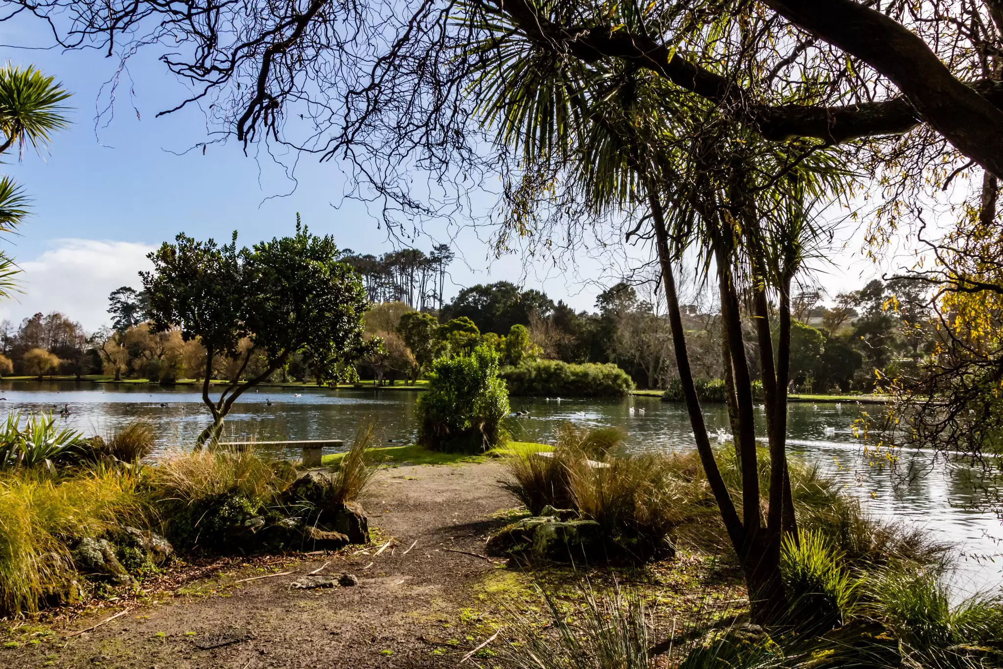 Ducks, birds, swans, and geese frolic in and around the Western Springs Duck Pond in Auckland, New Zealand.