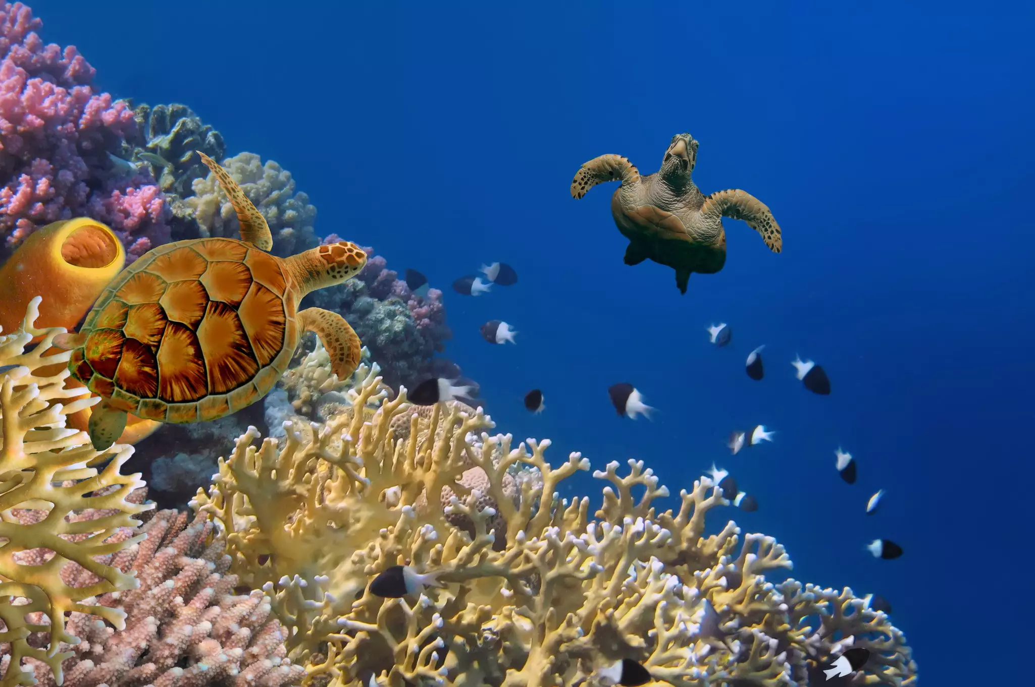 A sea turtle swims away from the viewer over a brilliant coral reef covered in underwater plants with tubular, pale green fronds over orange and chartreuse coral. Small silver fish swim in the background amidst deep, bright blue waters.