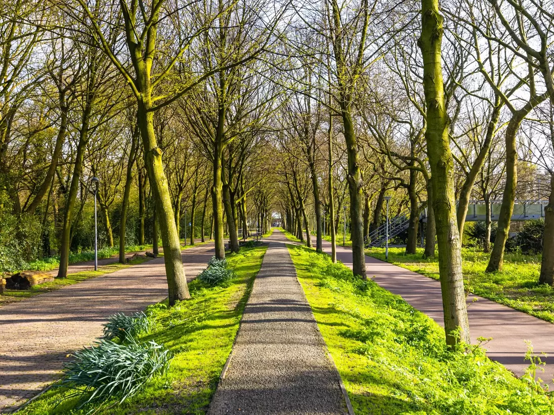 The sun shining on a pathway through green trees at Het Park in Rotterdam.