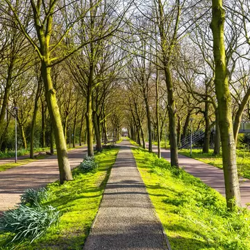 The sun shining on a pathway through green trees at Het Park in Rotterdam.