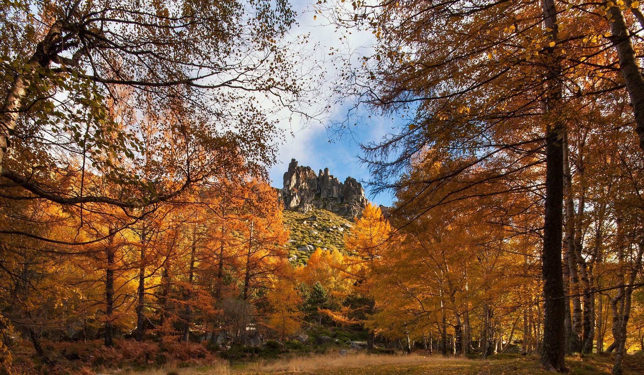 Trees with orangey yellow leaves with a rocky hillside in the distance on a sunny day.