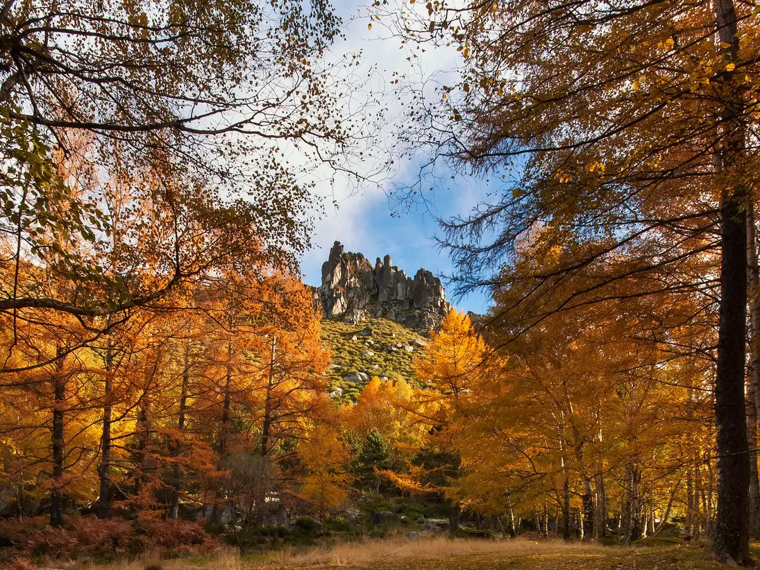 Trees with orangey yellow leaves with a rocky hillside in the distance on a sunny day.