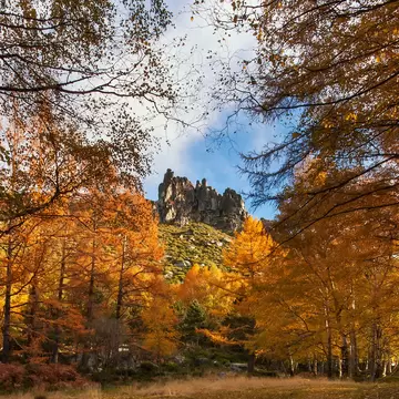 Trees with orangey yellow leaves with a rocky hillside in the distance on a sunny day.