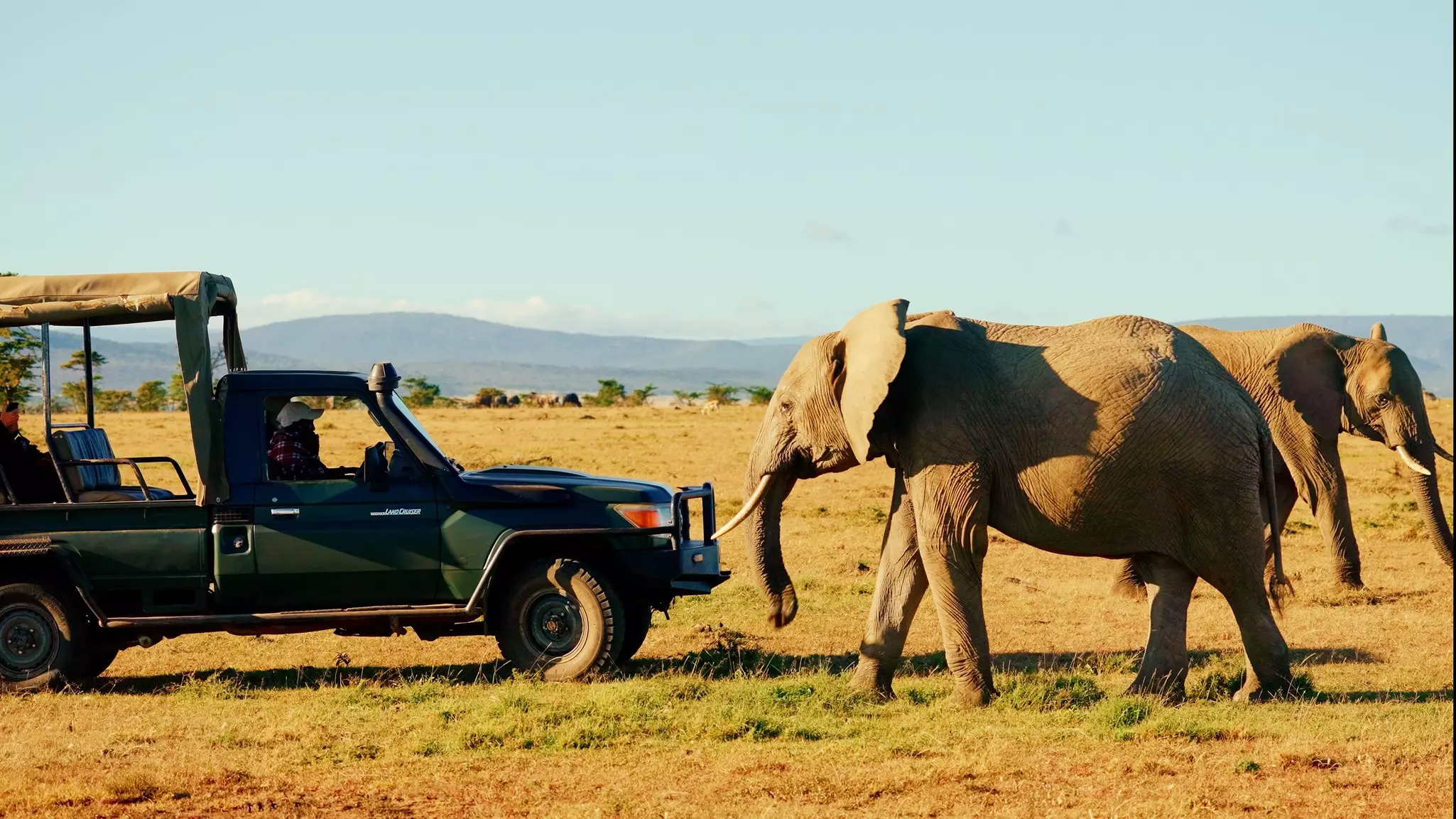On our long drives, we saw magnificent animals and very few other people © Jack Pearce