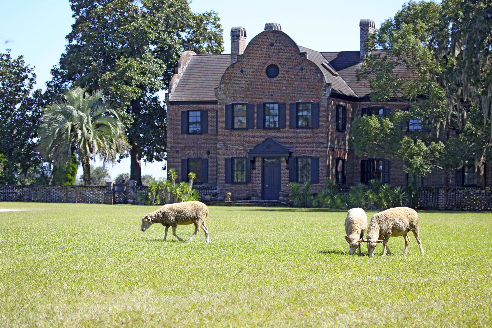 Sheep grazing at Middleton Place.