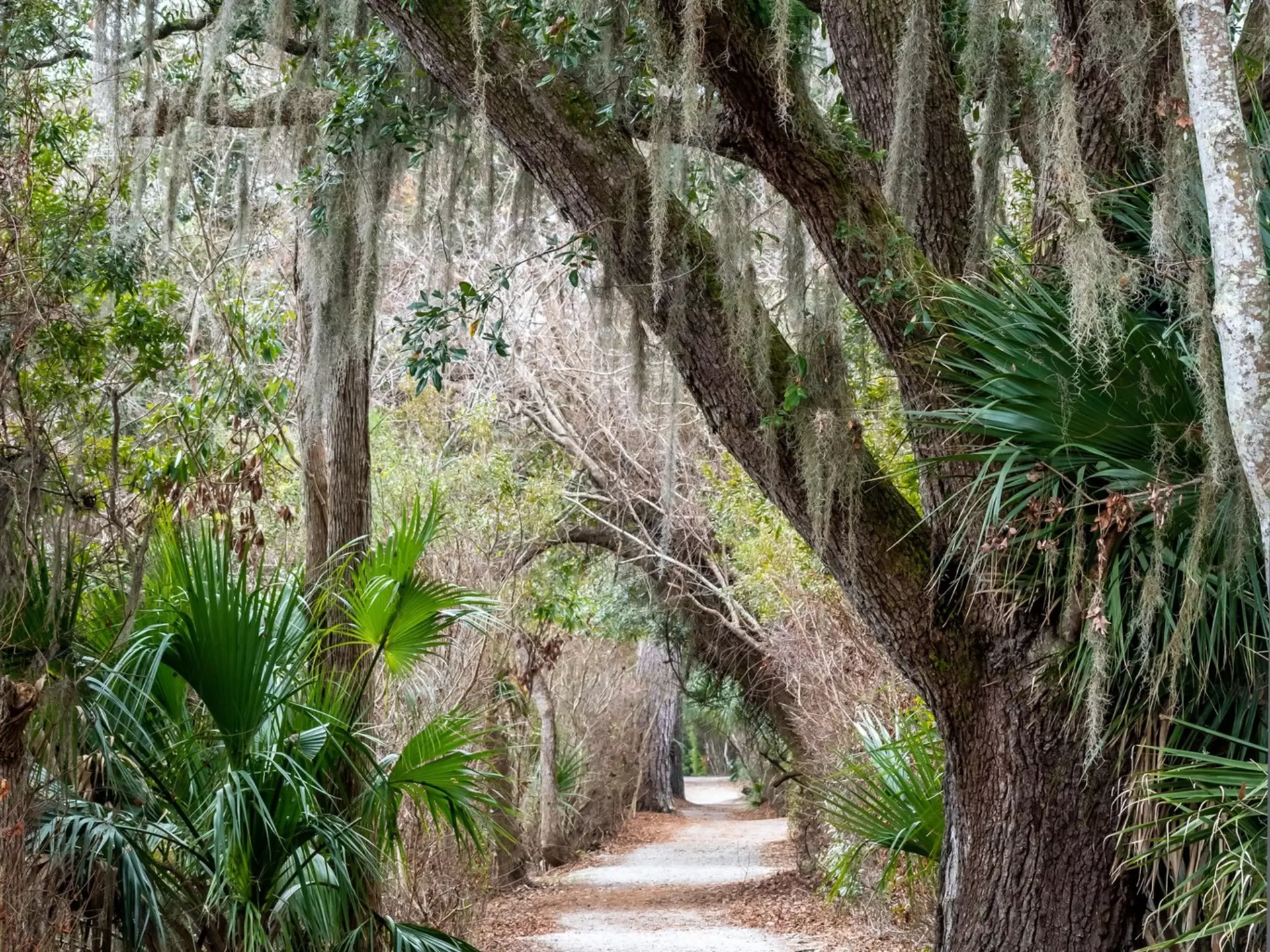 Sea Pine Forest in Hilton Head Island, South Carolina, License Type: media, Download Time: 2025-12-05T21:19:29.000Z, User: rhylton_redventures, Editorial: false, purchase_order: 65050 - Digital Destinations and Articles, job: Lonely Planet, client: social, other: Rhianydd Hylton
