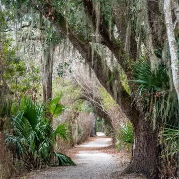 Sea Pine Forest in Hilton Head Island, South Carolina, License Type: media, Download Time: 2025-12-05T21:19:29.000Z, User: rhylton_redventures, Editorial: false, purchase_order: 65050 - Digital Destinations and Articles, job: Lonely Planet, client: social, other: Rhianydd Hylton