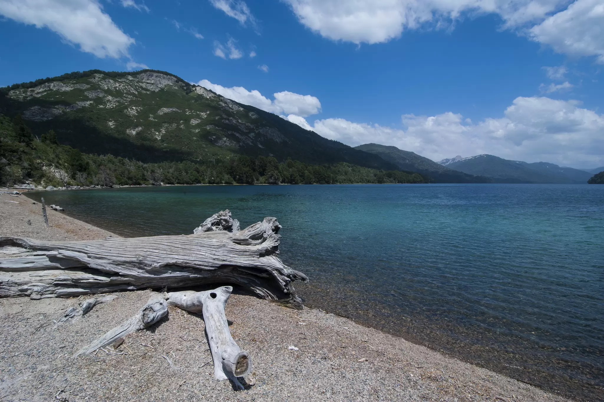 A dead tree on the shore of a mountain lake on the Road of the Seven Lakes in Argentina.