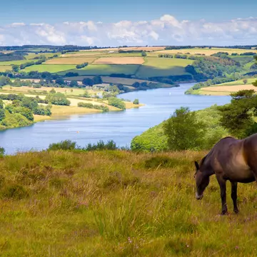 Exmoor pony and Wimbleball Lake at  Exmoor National Park, Somerset.
109617683
agriculture, arable, brendon hills, britain, clatworthy, clatworthy reservoir, countryside, devon, england, exmoor, exmoor national park, exmoor pony, farm, farming, farmland, field, gate, grazing, lake, landscape, meadow, moorland, national, national park, nature north, outdoors, park, path, rural, scenery, scenic, sheep, somerset, tourist destination, trail, tree, uk, united kingdom, walking, weather, wimbleball lake