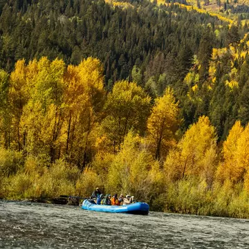 A group of people float in a raft on a river with bright yellow foliage and mountains in the background