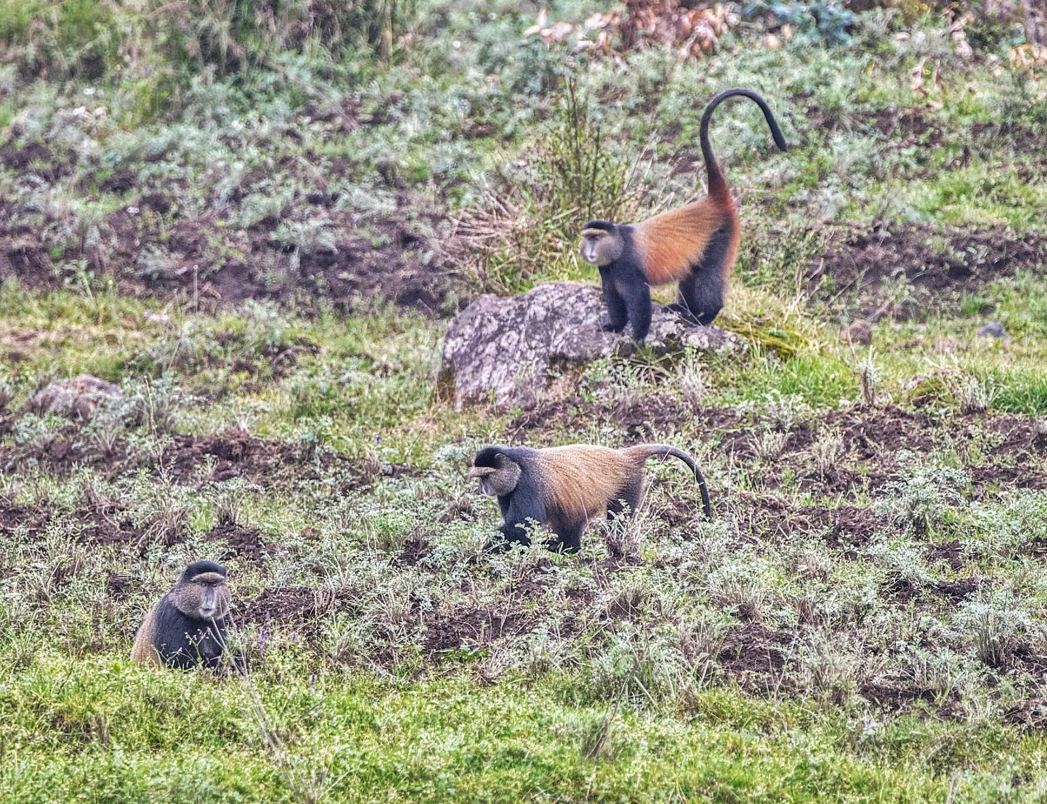Beautiful, active and rare golden monkeys can only be seen in the Virungas © Courtesy of Visit Rwanda