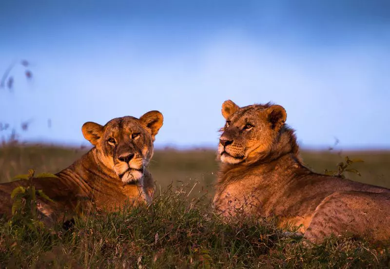 Lions at sunset in the Kenyan savannah. 