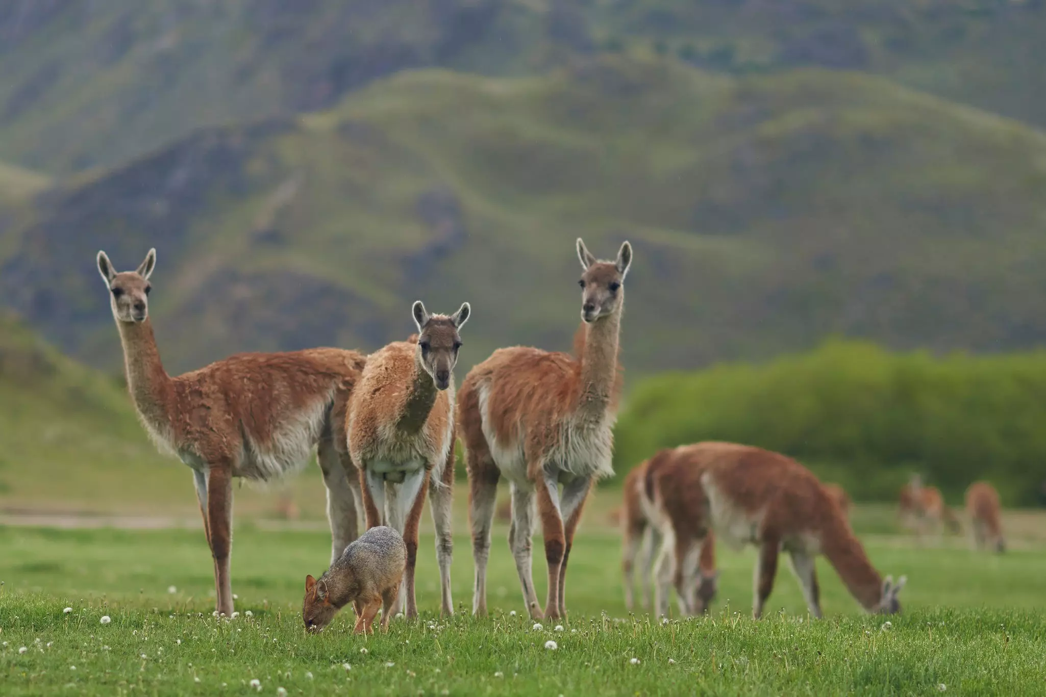 A fox stands in front a group of wild guanacos in a grassy area in front of hills.