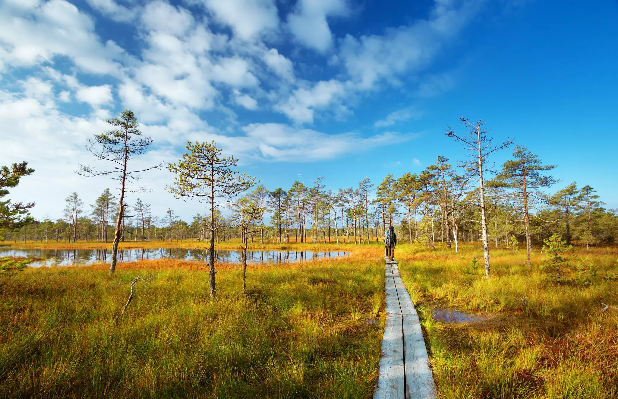 A hiker follows a boardwalk through a wetland and woodland.