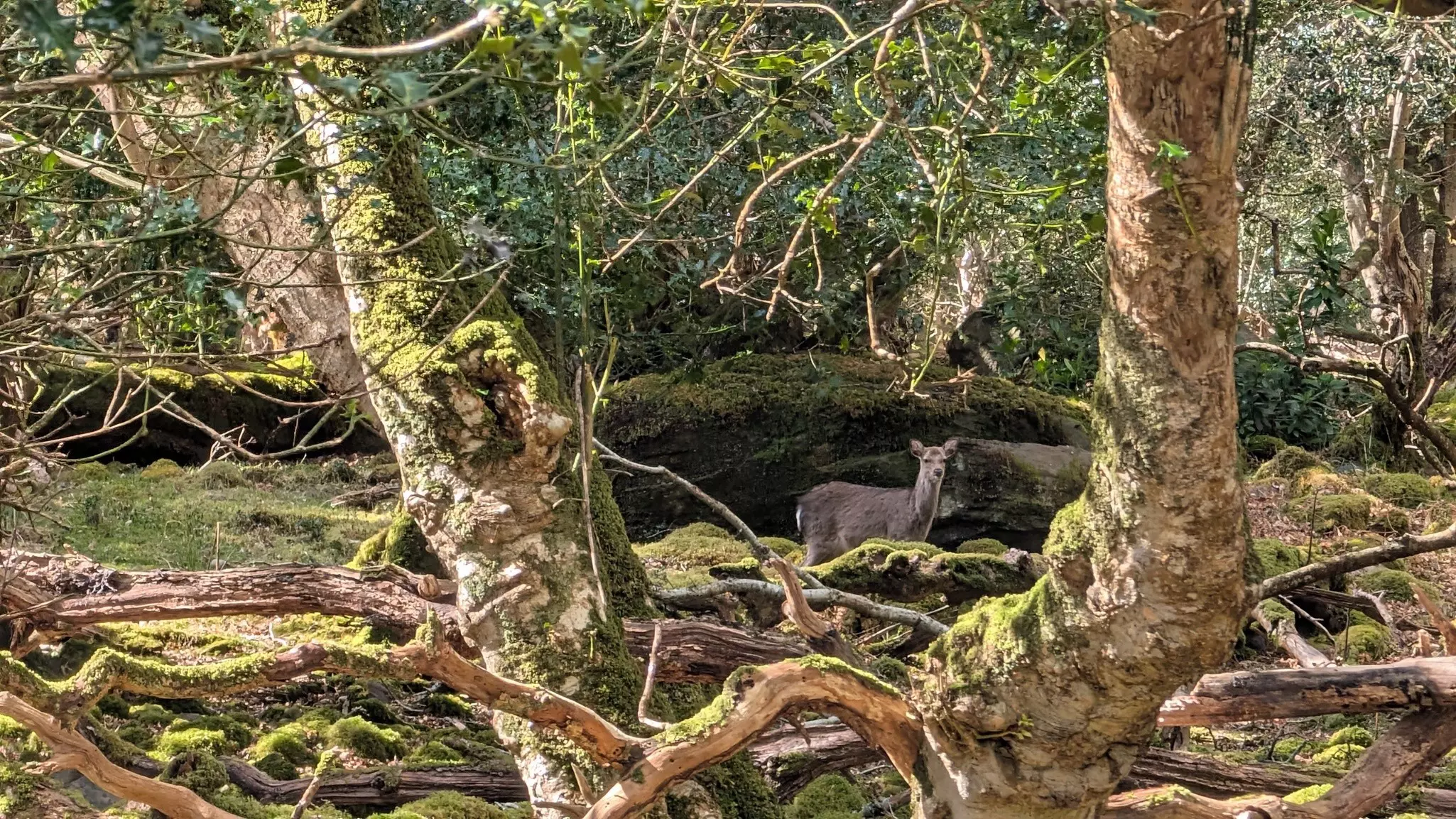 A deer hidden in woodland