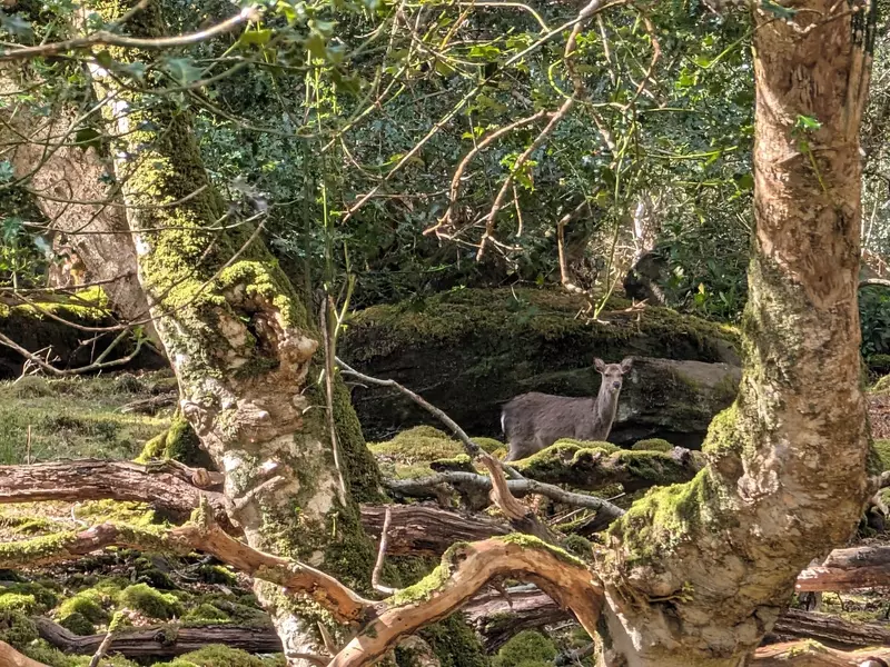 A deer hidden in woodland.