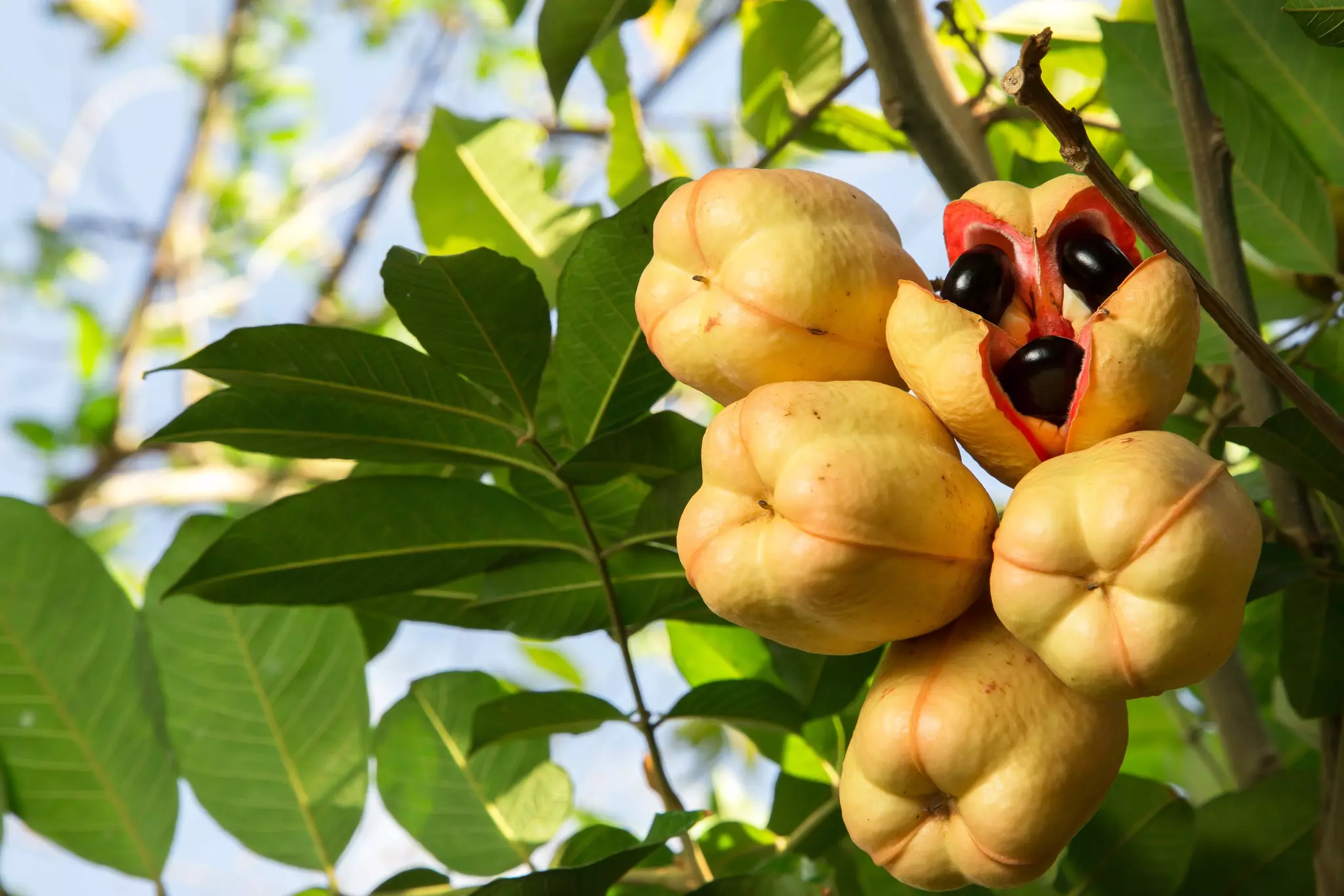 Five fruits on a tree with one bursting open to show three smooth black pods within pink flesh.