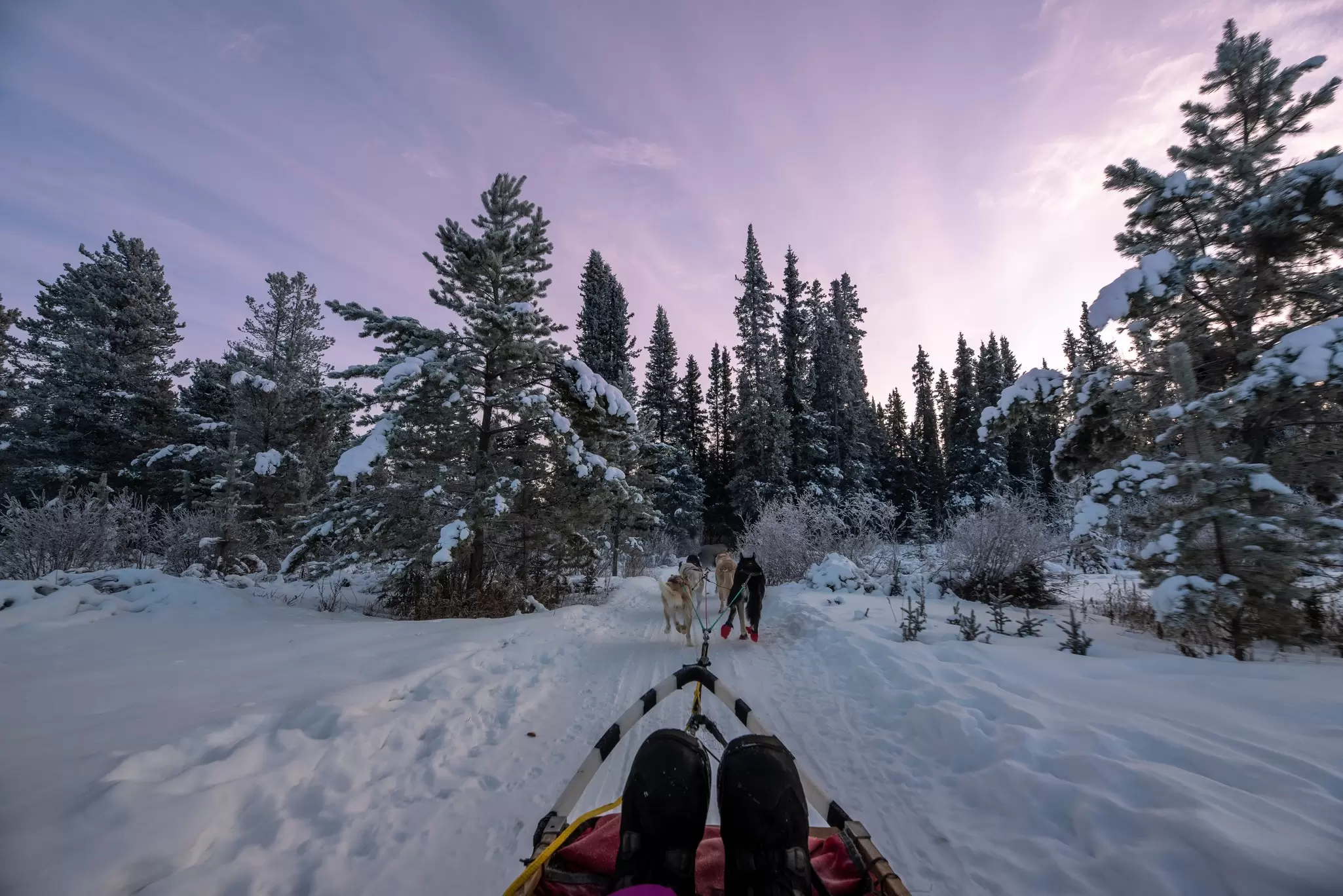 A sled pulled along through a snowy landscape by a pack of dogs into dense woodland as the sun sets: November in the Yukon, Canada. 