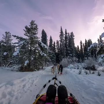 A sled pulled along through a snowy landscape by a pack of dogs into dense woodland as the sun sets: November in the Yukon, Canada. 