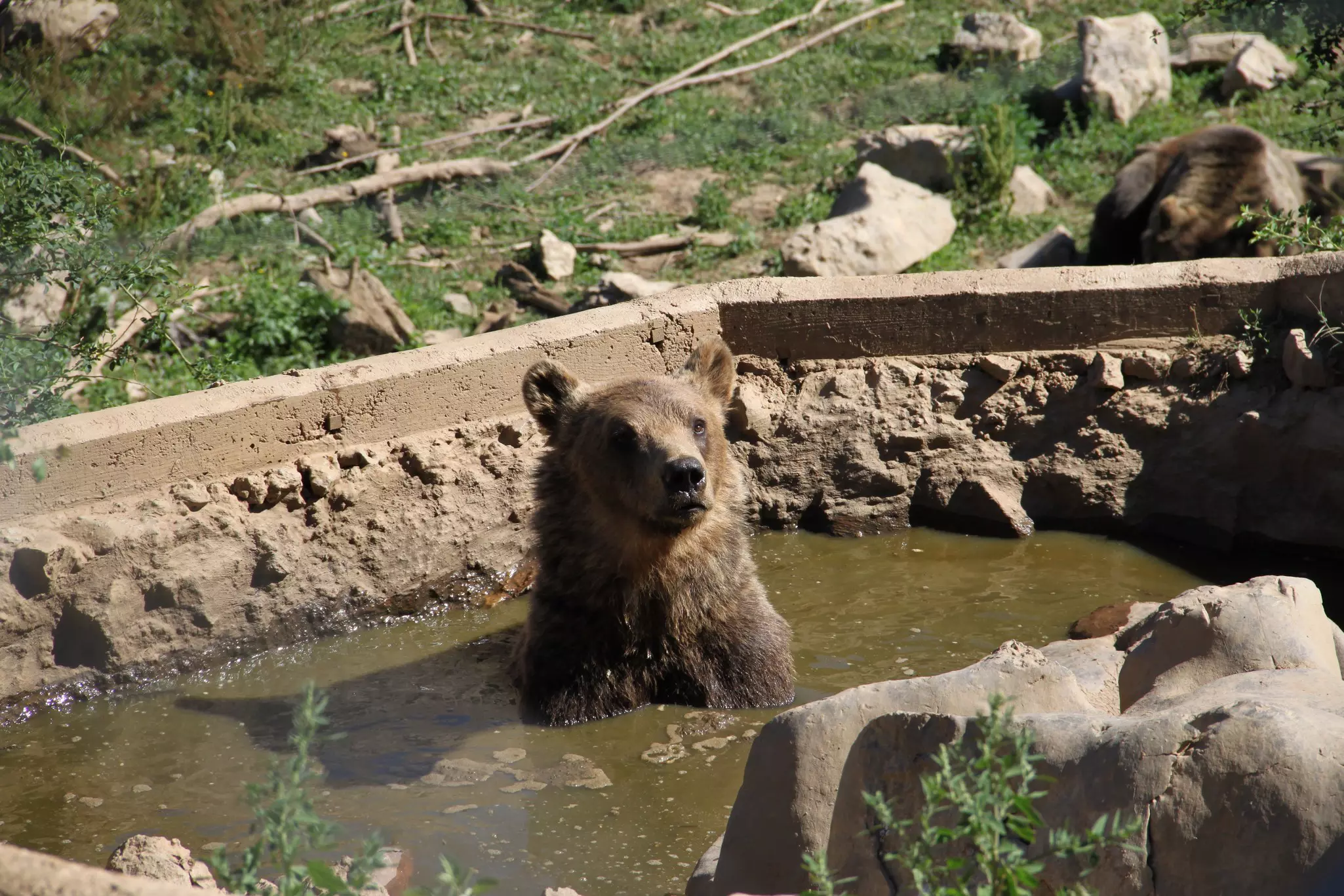 A bear in the sanctuary of Kuterevo