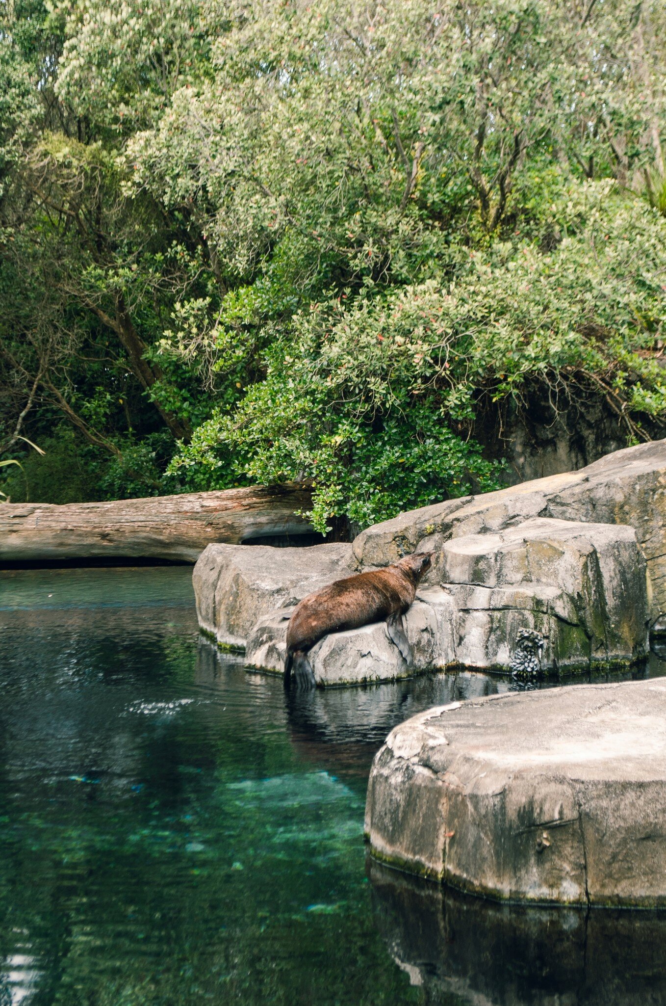 A sea lion sleeping on the rocks, Auckland Zoo, New Zealand.