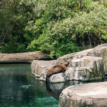A sea lion sleeping on the rocks, Auckland Zoo, New Zealand.