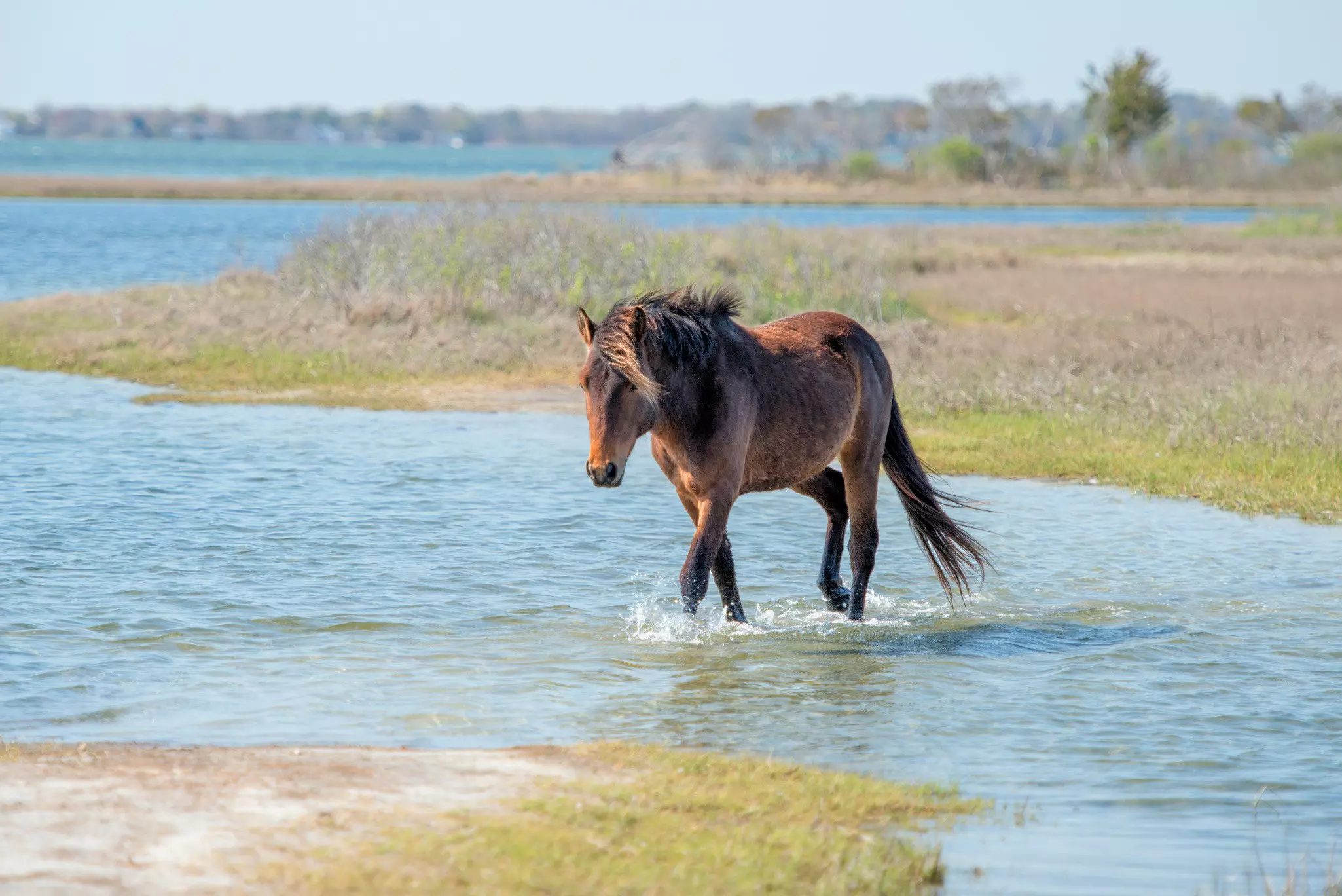A wild pony wades through water along the beach at Assateague Island, Virginia.