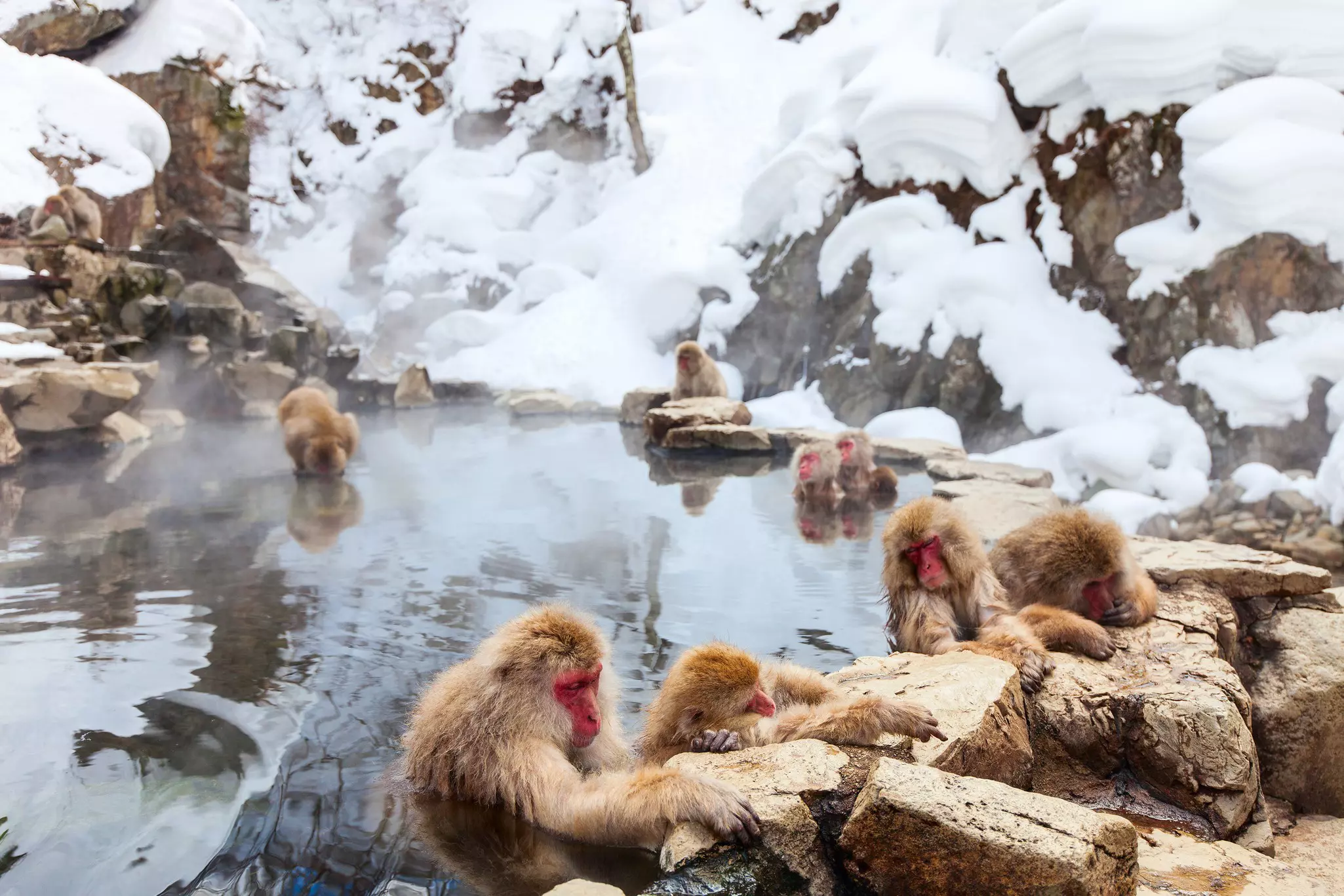 A group of macaques bathe in a hot spring surrounded by snow and rocks.