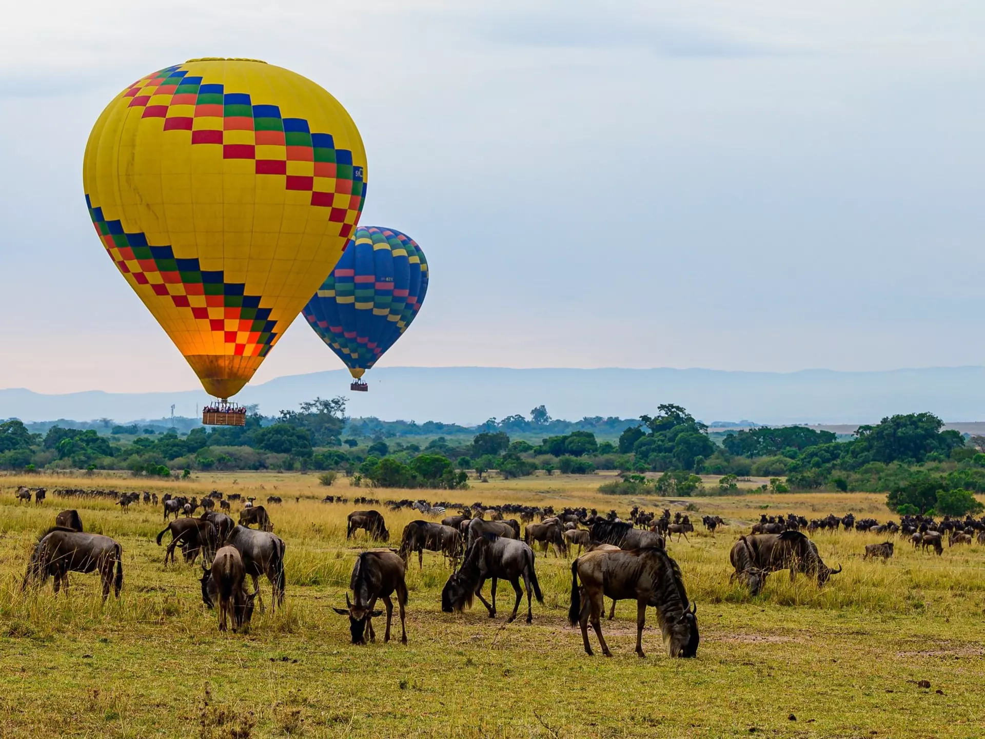 Two hot-air balloons rising above wildebeest.