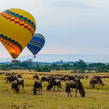 Two hot-air balloons rising above wildebeest.
