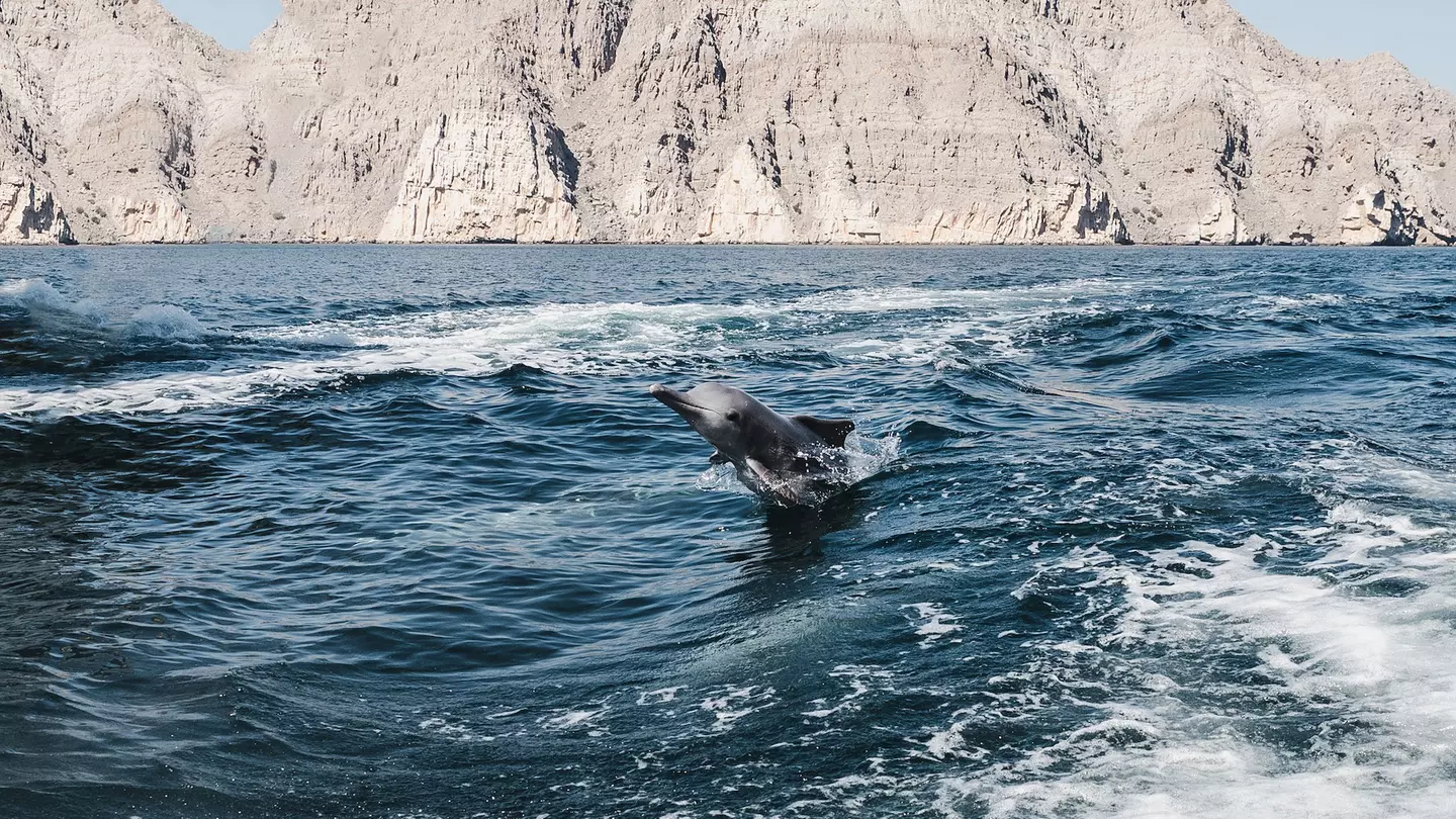 Consider an unexpected swimming holiday in 2023 – and share the waters of the coast of Oman with dolphins © Sviatlana Barchan / Getty Images