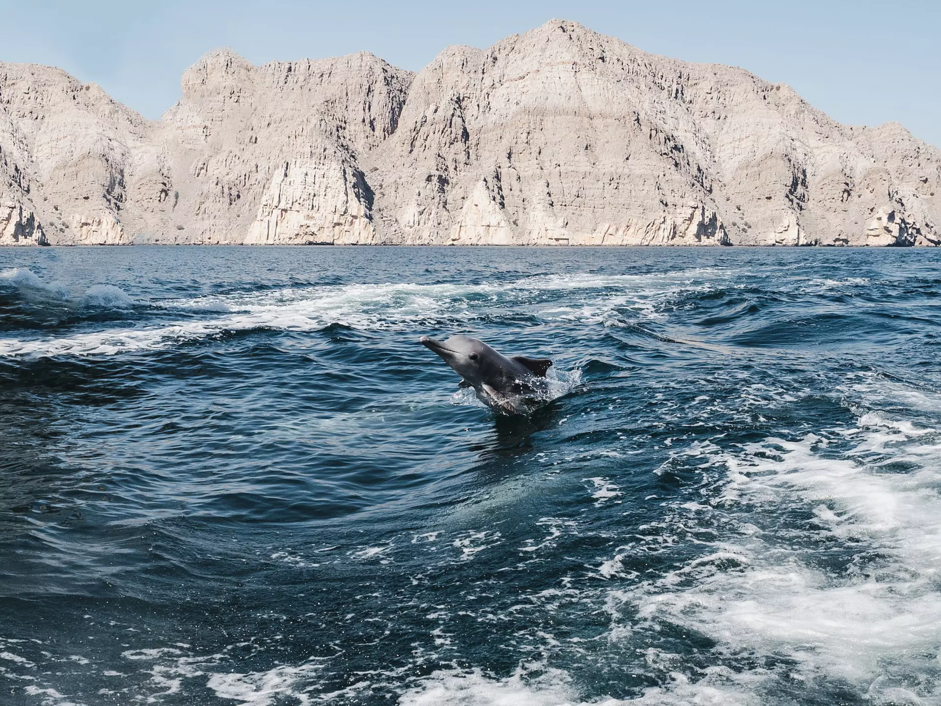 Consider an unexpected swimming holiday in 2023 – and share the waters of the coast of Oman with dolphins © Sviatlana Barchan / Getty Images