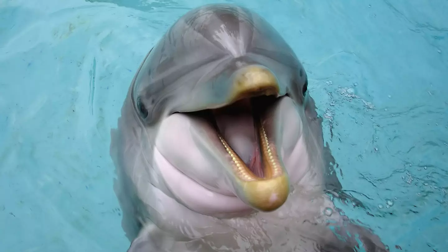 Dressed in shorts and t-shirts, a man and a woman look at a large orientation map of Gulf State Park on wooden decking under a veranda. The man is pointing at something on the map, and a sign above it says