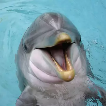 Dressed in shorts and t-shirts, a man and a woman look at a large orientation map of Gulf State Park on wooden decking under a veranda. The man is pointing at something on the map, and a sign above it says